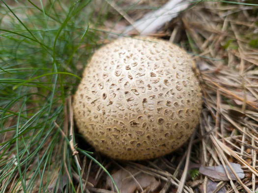 De Hoge Rielen, Kasterlee (Belgium)